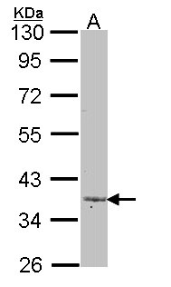 TGFB4 / LEFTY2 Antibody - Sample (30 ug of whole cell lysate). A: A431 . 10% SDS PAGE. TGFB4 / LEFTY2 antibody diluted at 1:1000.