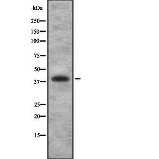 TGFB4 / LEFTY2 Antibody - Western blot analysis of LEFTY2 using HuvEc whole cells lysates