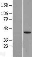 TGFB4 / LEFTY2 Protein - Western validation with an anti-DDK antibody * L: Control HEK293 lysate R: Over-expression lysate