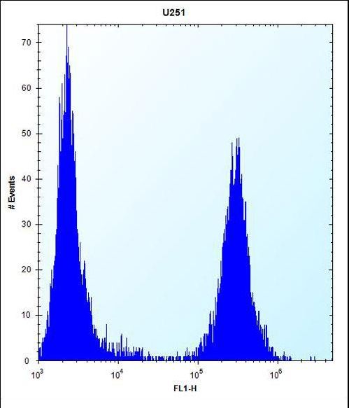 TGFBI Antibody - TGFBI Antibody flow cytometry of U251 cells (right histogram) compared to a negative control cell (left histogram). FITC-conjugated goat-anti-rabbit secondary antibodies were used for the analysis.
