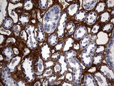 TGFBI Antibody - Immunohistochemical staining of paraffin-embedded Human Kidney tissue within the normal limits using anti-TGFBI mouse monoclonal antibody. (Heat-induced epitope retrieval by 1mM EDTA in 10mM Tris buffer. (pH8.5) at 120°C for 3 min. (1:500)
