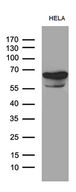 TGFBI Antibody - Western blot analysis of extracts. (35ug) from HELA cell line by using anti-TGFBI monoclonal antibody. (1:500)
