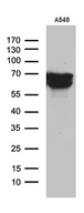 TGFBI Antibody - Western blot analysis of extracts. (35ug) from A549 cell line by using anti-TGFBI monoclonal antibody. (1:500)