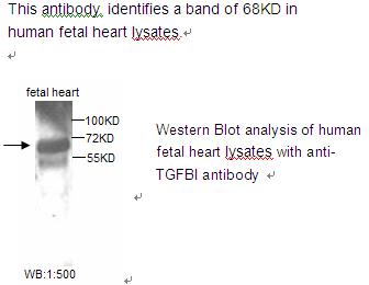 TGFBI Antibody