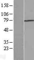 TGFBI Protein - Western validation with an anti-DDK antibody * L: Control HEK293 lysate R: Over-expression lysate