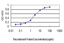 TGIF1 Antibody - Detection limit for recombinant GST tagged TGIF is approximately 0.1 ng/ml as a capture antibody.