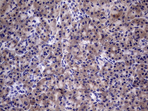 TGIF1 Antibody - IHC of paraffin-embedded Human pancreas tissue using anti-TGIF1 mouse monoclonal antibody. (Heat-induced epitope retrieval by 1 mM EDTA in 10mM Tris, pH8.5, 120°C for 3min).