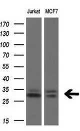TGIF1 Antibody - Western blot of extracts (10ug) from 2 different cell lines by using anti-TGIF1 monoclonal antibody at 1:200 dilution.