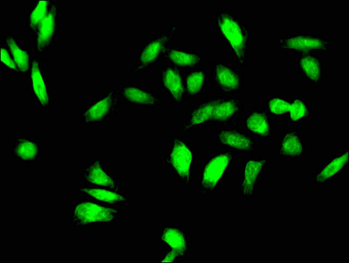 TGIF1 Antibody - Immunofluorescent analysis of Hela cells using TGIF1 Antibody at a dilution of 1:100 and Alexa Fluor 488-congugated AffiniPure Goat Anti-Rabbit IgG(H+L)