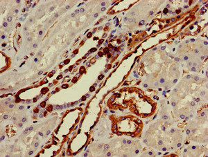 TGIF2 Antibody - Immunohistochemistry image of paraffin-embedded human kidney tissue at a dilution of 1:100