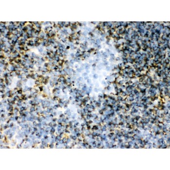 TGM2 / Transglutaminase 2 Antibody - TGM2 antibody IHC-frozen. IHC(F): Mouse Spleen Tissue.