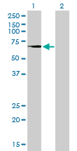 TGM2 / Transglutaminase 2 Antibody - Western blot of TGM2 expression in transfected 293T cell line by TGM2 monoclonal antibody (M10), clone 2F4.