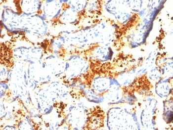 TGM2 / Transglutaminase 2 Antibody - Formalin-fixed, paraffin-embedded human placenta stained with Transglutaminase 2 antibody.  This image was taken for the unmodified form of this product. Other forms have not been tested.