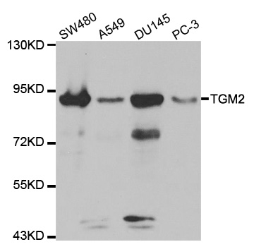 TGM2 / Transglutaminase 2 Antibody - Western blot analysis of extracts of various cell lines, using TGM2 antibody at 1:300 dilution. The secondary antibody used was an HRP Goat Anti-Rabbit IgG (H+L) at 1:10000 dilution. Lysates were loaded 25ug per lane and 3% nonfat dry milk in TBST was used for blocking.