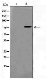 TGM2 / Transglutaminase 2 Antibody - Western blot of HUVEC cell lysate using TGM2 Antibody