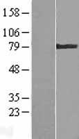 TGM4 / Transglutaminase 4 Protein - Western validation with an anti-DDK antibody * L: Control HEK293 lysate R: Over-expression lysate