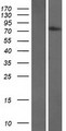 TGM7 / Transglutaminase 7 Protein - Western validation with an anti-DDK antibody * L: Control HEK293 lysate R: Over-expression lysate