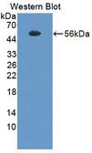 TGN46 / TGN38 Antibody