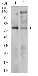 TH / Tyrosine Hydroxylase Antibody - Western blot analysis using TH mouse mAb against SH-SY5Y (1) and PC-12 (2) cell lysate.