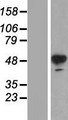 TH / Tyrosine Hydroxylase Protein - Western validation with an anti-DDK antibody * L: Control HEK293 lysate R: Over-expression lysate