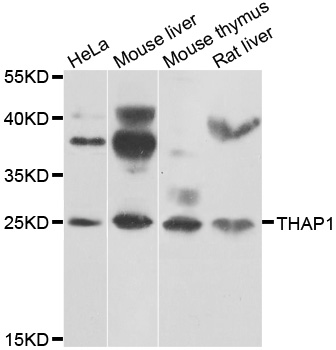 THAP1 Antibody - Western blot analysis of extracts of various cell lines.