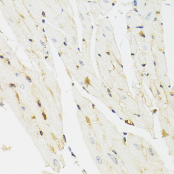 THAP1 Antibody - Immunohistochemistry of paraffin-embedded mouse heart tissue.