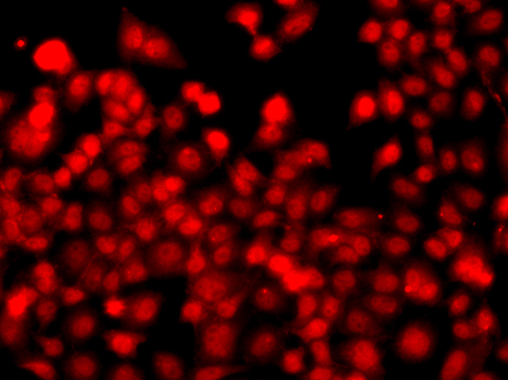 THAP1 Antibody - Immunofluorescence analysis of A549 cells.
