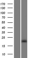 THAP3 Protein - Western validation with an anti-DDK antibody * L: Control HEK293 lysate R: Over-expression lysate