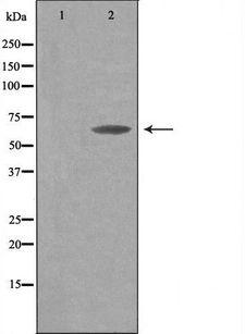 THAP4 Antibody - Western blot analysis of extracts of COS cells using THAP4 antibody. The lane on the left is treated with the antigen-specific peptide.