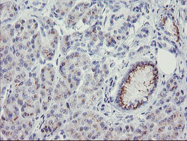 THAP6 Antibody - IHC of paraffin-embedded Human pancreas tissue using anti-THAP6 mouse monoclonal antibody.