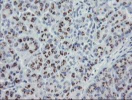 THAP6 Antibody - IHC of paraffin-embedded Human pancreas tissue using anti-THAP6 mouse monoclonal antibody.
