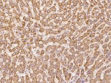 THAP6 Antibody - Immunochemical staining of human THAP6 in human liver with rabbit polyclonal antibody at 1:100 dilution, formalin-fixed paraffin embedded sections.