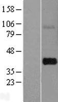 THAP7 Protein - Western validation with an anti-DDK antibody * L: Control HEK293 lysate R: Over-expression lysate