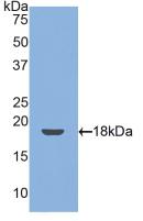 THBD / CD141 / Thrombomodulin Antibody - Western Blot; Sample: Recombinant TM, Mouse.