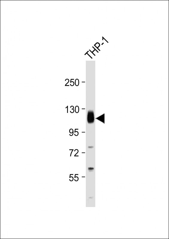THBD / CD141 / Thrombomodulin Antibody - Anti-THBD Antibody (C-Term) at 1:2000 dilution + THP-1 whole cell lysate Lysates/proteins at 20 µg per lane. Secondary Goat Anti-Rabbit IgG, (H+L), Peroxidase conjugated at 1/10000 dilution. Predicted band size: 60 kDa Blocking/Dilution buffer: 5% NFDM/TBST.
