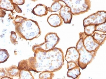 THBD / CD141 / Thrombomodulin Antibody - IHC testing of FFPE human placenta with Thrombomodulin antibody (clone THBD/1591). HIER: boil tissue sections in 10mM Tris buffer with 1mM EDTA, pH 9, for 10-20 min followed by cooling at RT for 20 min.