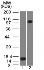 THBD / CD141 / Thrombomodulin Antibody - Western blot testing of 1) recombinant partial protein and 2) human ThP1 lysate with Thrombomodulin antibody (clone THBD/1591). Expected molecular weight ~60/100 kDa (unmodified/glycosylated).