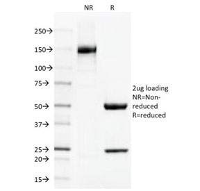 THBD / CD141 / Thrombomodulin Antibody - SDS-PAGE Analysis of Purified, BSA-Free Thrombomodulin Antibody (clone THBD/1591). Confirmation of Integrity and Purity of the Antibody.