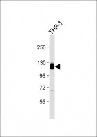 THBD / CD141 / Thrombomodulin Antibody - Anti-THBD Antibody (N-Term) at 1:2000 dilution + THP-1 whole cell lysate Lysates/proteins at 20 µg per lane. Secondary Goat Anti-Rabbit IgG, (H+L), Peroxidase conjugated at 1/10000 dilution. Predicted band size: 60 kDa Blocking/Dilution buffer: 5% NFDM/TBST.