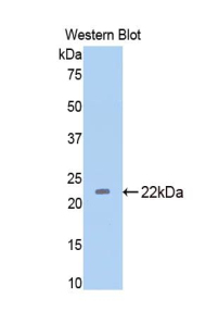 THBS1 / Thrombospondin-1 Antibody - Western blot of recombinant THBS1 / Thrombospondin-1.  This image was taken for the unconjugated form of this product. Other forms have not been tested.