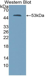 THBS2 / Thrombospondin 2 Antibody - Western Blot; Sample: Recombinant protein.