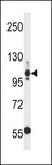 THBS3 / Thrombospondin 3 Antibody - THBS3 Antibody western blot of U251 cell line lysates (35 ug/lane). The THBS3 antibody detected the THBS3 protein (arrow).