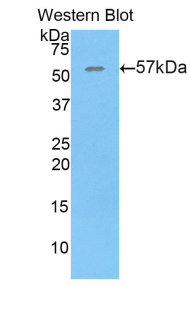 THBS4 / Thrombospondin 4 Antibody - Western blot of recombinant Thrombospondin 4 / THBS4.  This image was taken for the unconjugated form of this product. Other forms have not been tested.