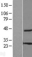 THEM6 / C8orf55 Protein - Western validation with an anti-DDK antibody * L: Control HEK293 lysate R: Over-expression lysate