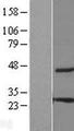 THEM6 / C8orf55 Protein - Western validation with an anti-DDK antibody * L: Control HEK293 lysate R: Over-expression lysate