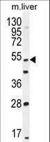 THEMIS / SPOT Antibody - THEMIS Antibody western blot of mouse liver tissue lysates (35 ug/lane). The THEMIS antibody detected the THEMIS protein (arrow).