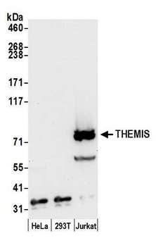 THEMIS / SPOT Antibody - Detection of human THEMIS by western blot. Samples: Whole cell lysate (50 µg) from HeLa, HEK293T, and Jurkat cells prepared using NETN lysis buffer. Antibody: Affinity purified rabbit anti-THEMIS antibody used for WB at 0.1 µg/ml. Detection: Chemiluminescence with an exposure time of 10 seconds.