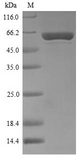 polA Protein - (Tris-Glycine gel) Discontinuous SDS-PAGE (reduced) with 5% enrichment gel and 15% separation gel.