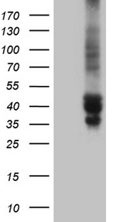 THG-1 / TSC22D4 Antibody - HEK293T cells were transfected with the pCMV6-ENTRY control. (Left lane) or pCMV6-ENTRY TSC22D4. (Right lane) cDNA for 48 hrs and lysed