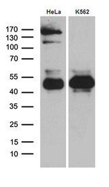 THG-1 / TSC22D4 Antibody - Western blot analysis of extracts. (35ug) from 2 cell lines by using anti-TSC22D4 monoclonal antibody. (1:500)